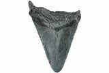 Fossil Megalodon Tooth - South Carolina #235731-1